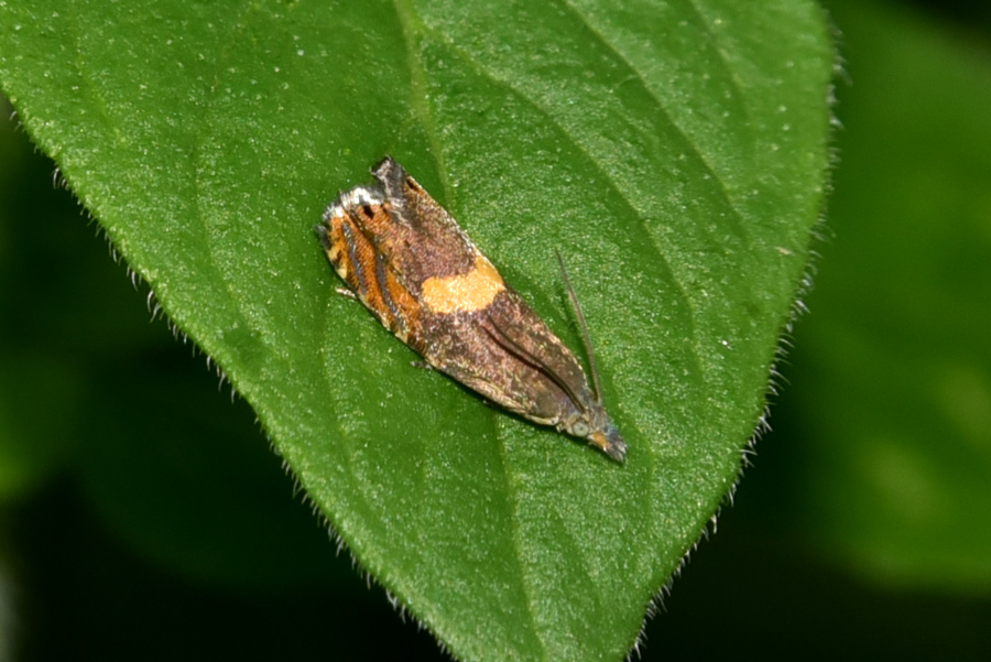 Dichrorampha? S, Dichrorampha petiverella - Tortricidae