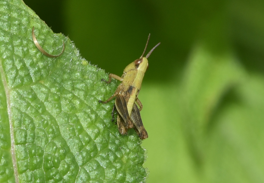 Acrididae: Chorthippus sp., giovane