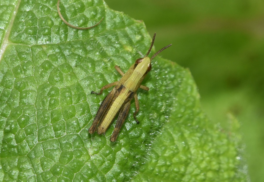 Acrididae: Chorthippus sp., giovane