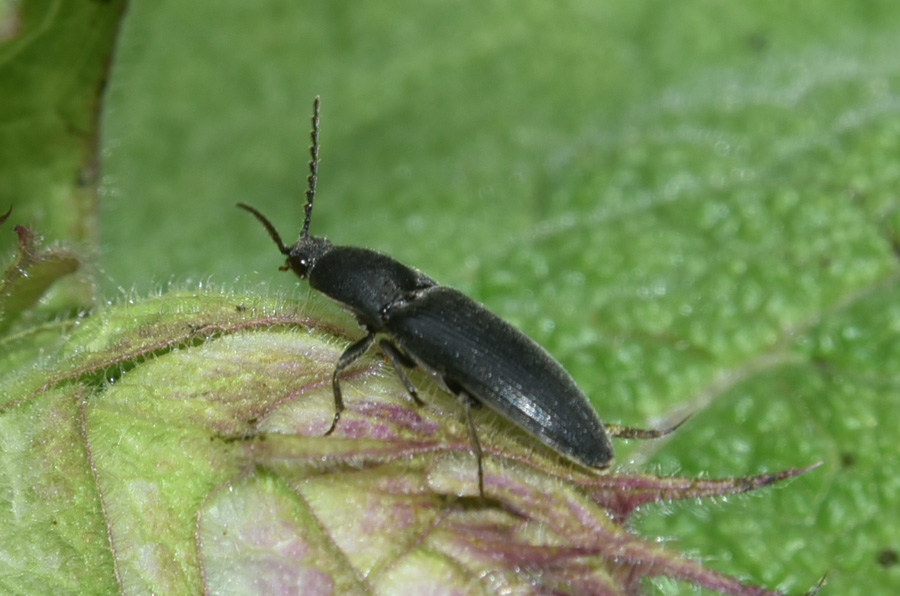 Elateridae: Melanotus sp.