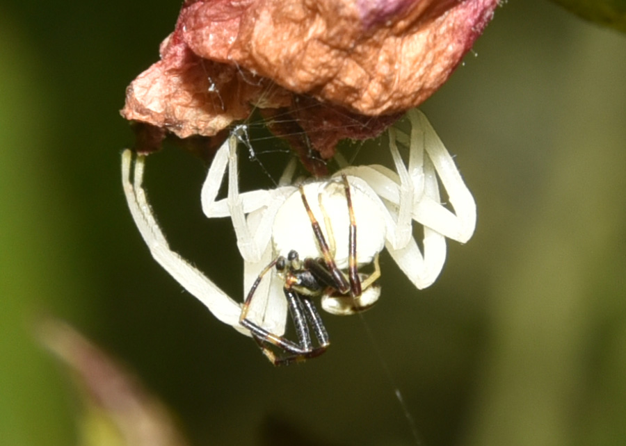 Misumena vatia - Robilante (Cuneo)