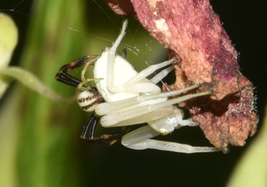 Misumena vatia - Robilante (Cuneo)