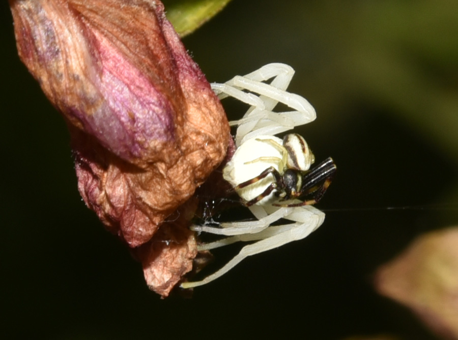 Misumena vatia - Robilante (Cuneo)
