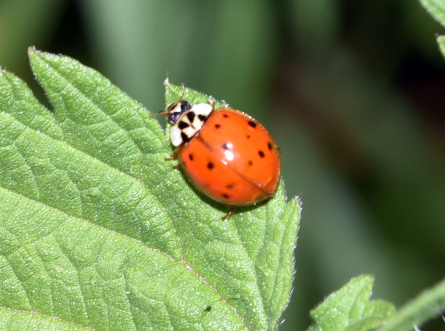 Harmonia axyridis? S !