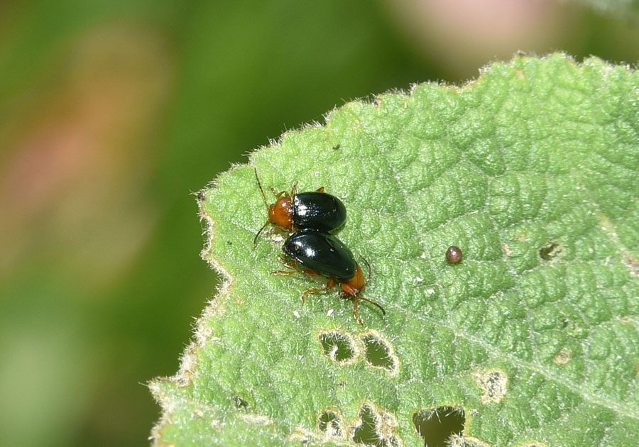 Erotylidae? No, Chrysomelidae:  Podagrica fuscicornis