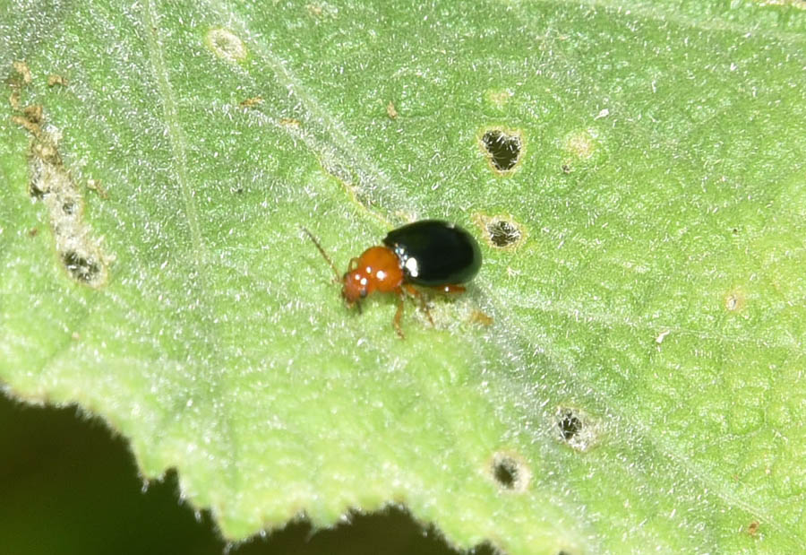 Erotylidae? No, Chrysomelidae:  Podagrica fuscicornis