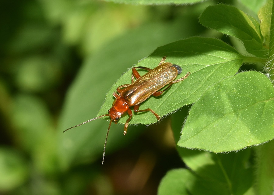 Cantharidae: Cantharis gr. pallida/rufa