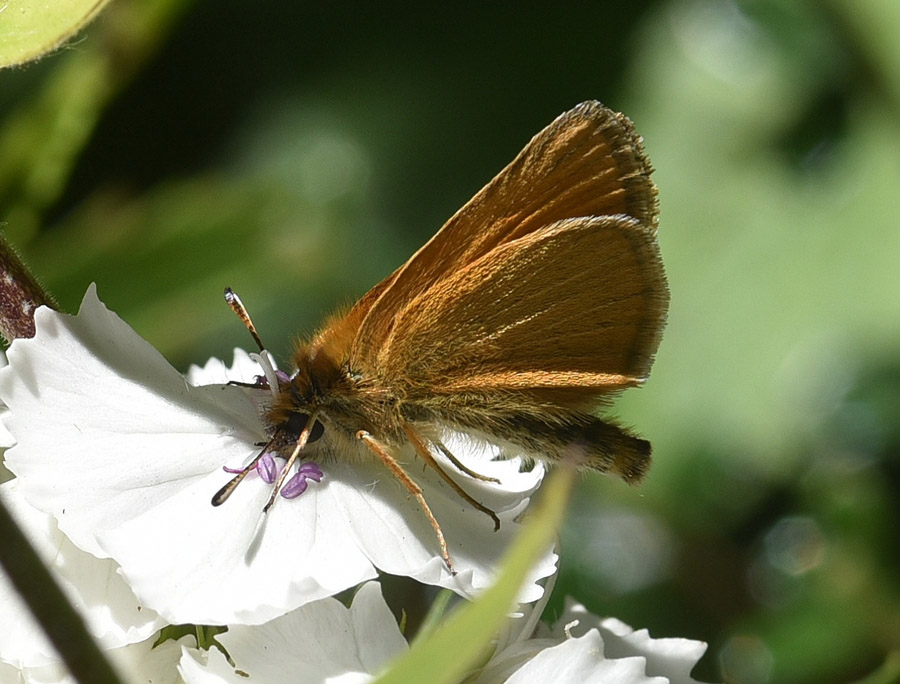 Hesperiidae:  Thymelicus sp. ?  S, maschio