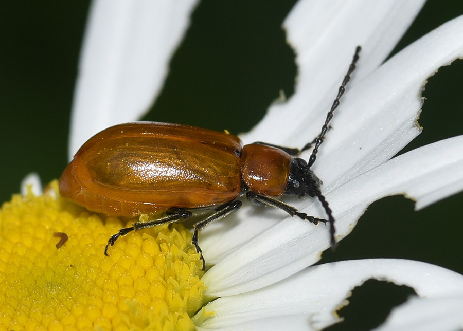 Cantharidae ?  No, Chrysomelidae: Exosoma lusitanicum