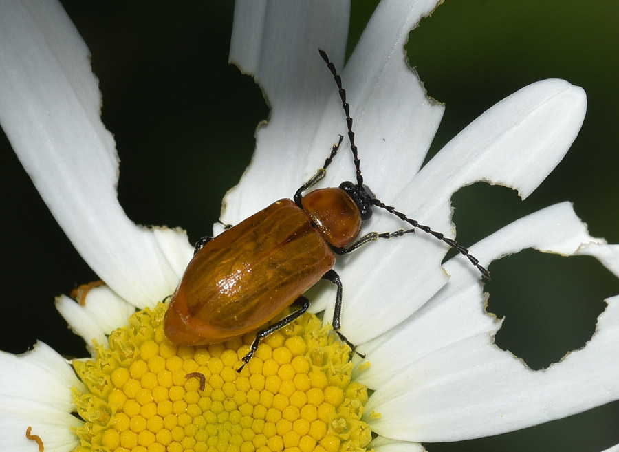 Cantharidae ?  No, Chrysomelidae: Exosoma lusitanicum