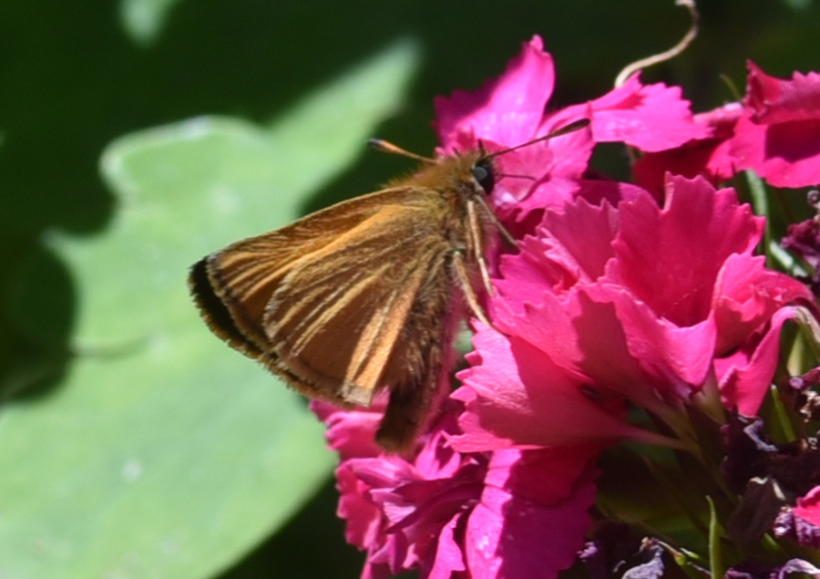 Hesperiidae:  Thymelicus sp. ?  S, maschio
