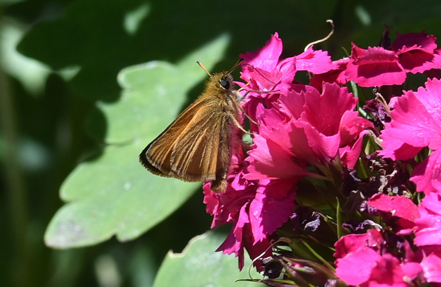 Hesperiidae:  Thymelicus sp. ?  S, maschio