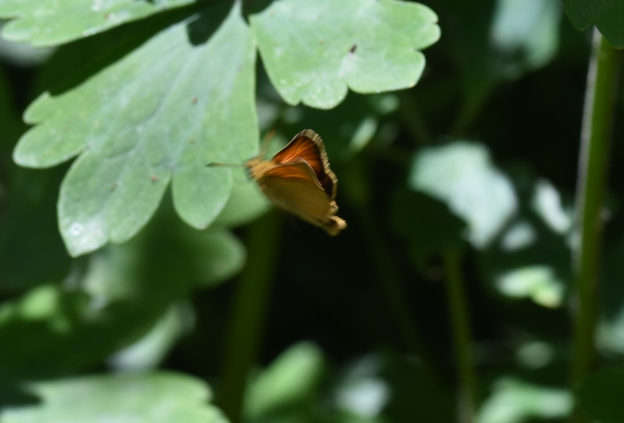 Hesperiidae:  Thymelicus sp. ?  S, maschio