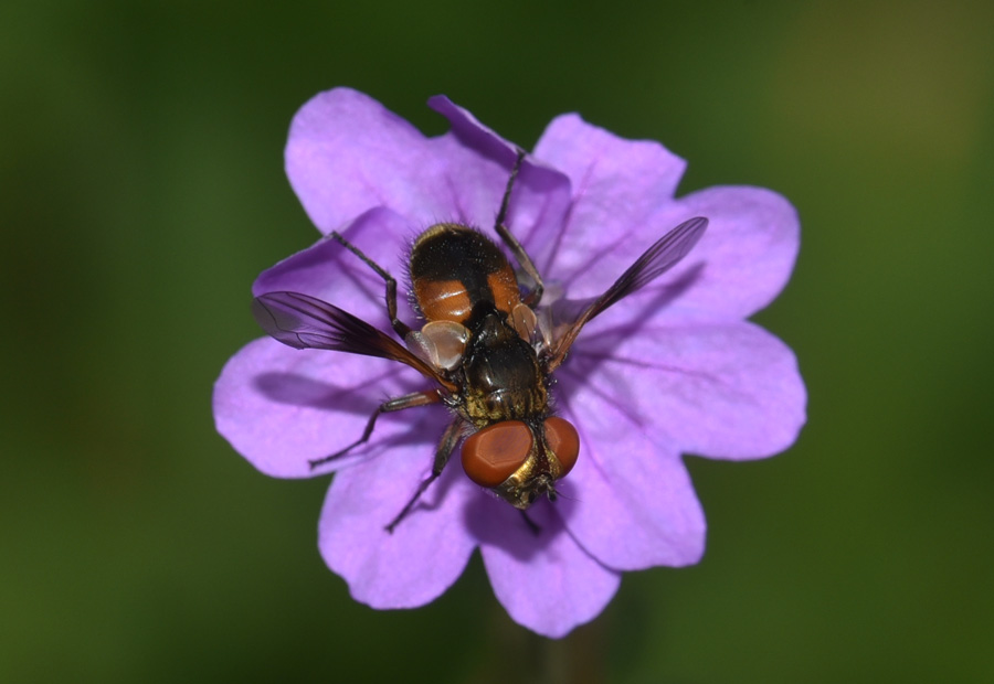 Tachinidae  Ectophasia crassipennis ?  S !