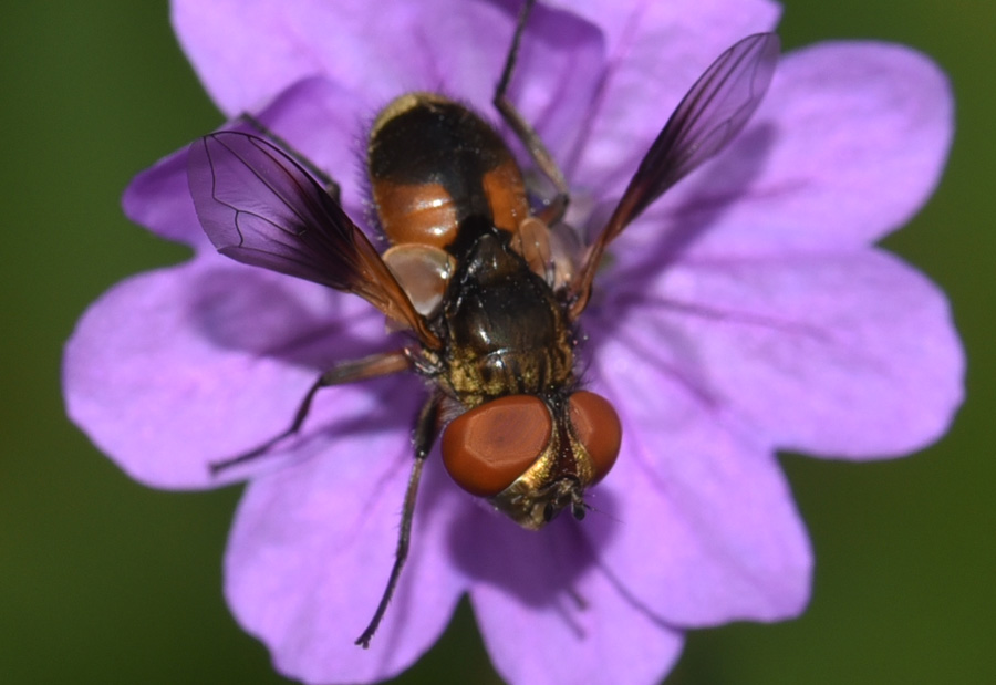 Tachinidae  Ectophasia crassipennis ?  S !