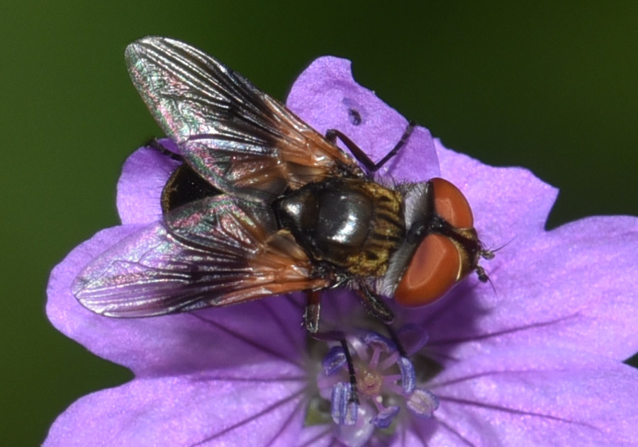 Tachinidae  Ectophasia crassipennis ?  S !