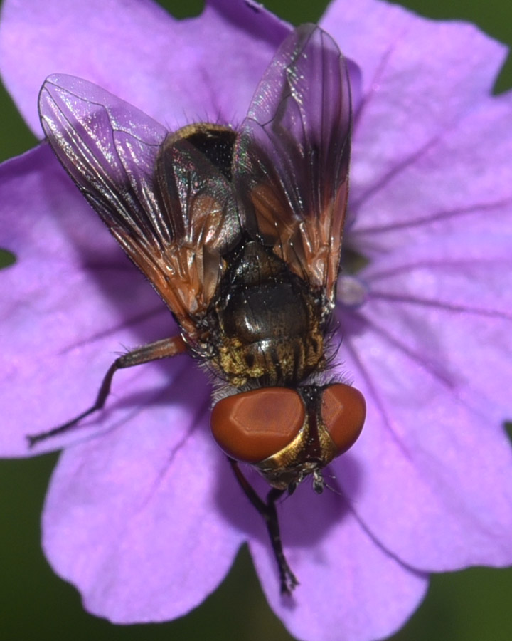 Tachinidae  Ectophasia crassipennis ?  S !