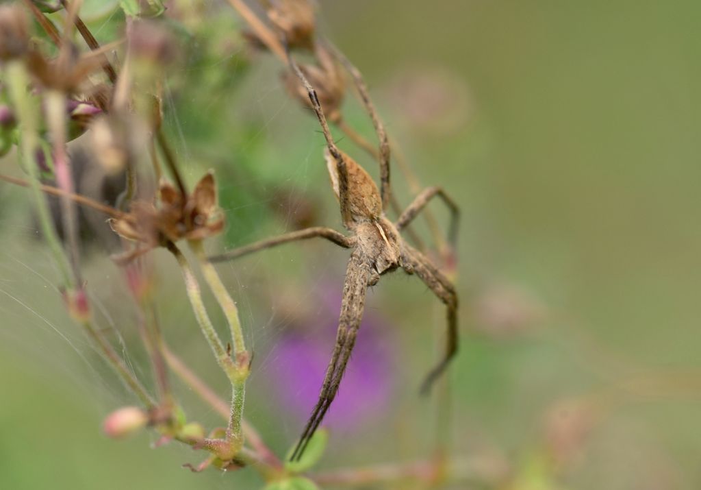 Pisaura sp. - Robilante (CN)