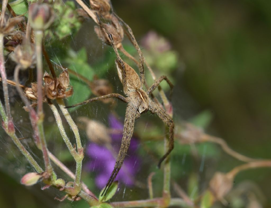 Pisaura sp. - Robilante (CN)