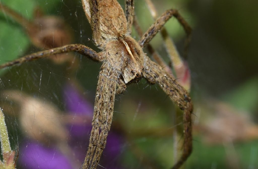 Pisaura sp. - Robilante (CN)