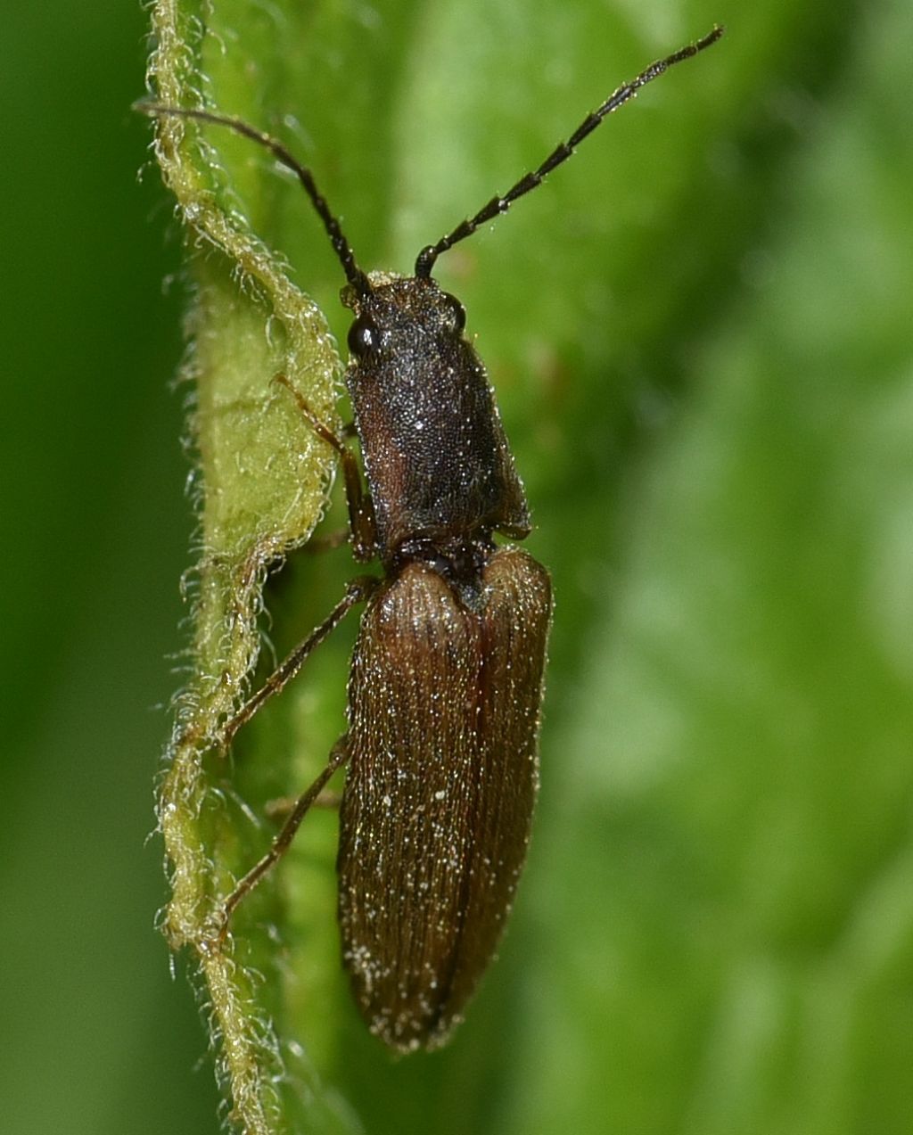 Elateridae:  Athous subvirgatus? No, Athous bicolor