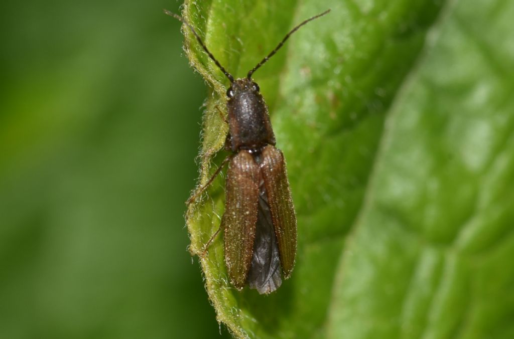 Elateridae:  Athous subvirgatus? No, Athous bicolor