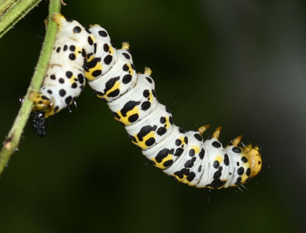 Bruco di Cucullia (Shargacucullia) scrophulariae - Noctuidae