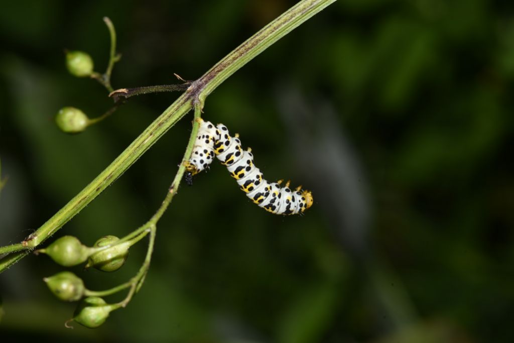 Bruco di Cucullia (Shargacucullia) scrophulariae - Noctuidae