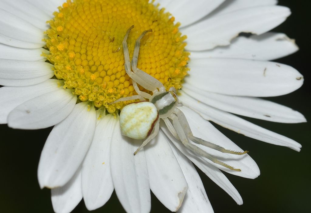 Misumena vatia ? S - Robilante (CN)