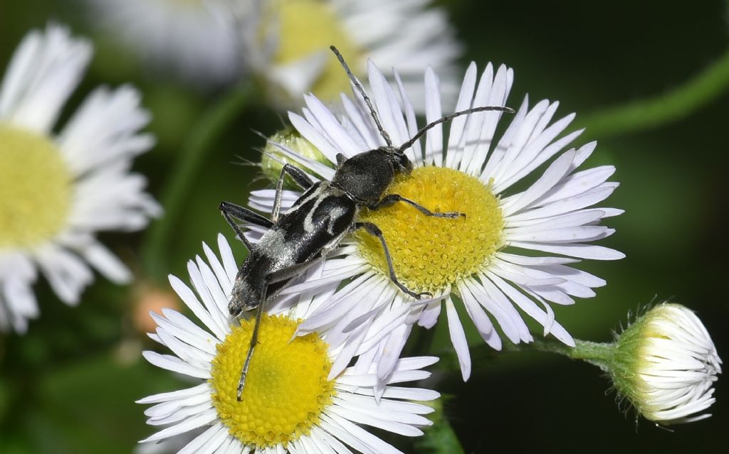 Cerambycidae molto elegante: Chlorophorus figuratus ? Sì !