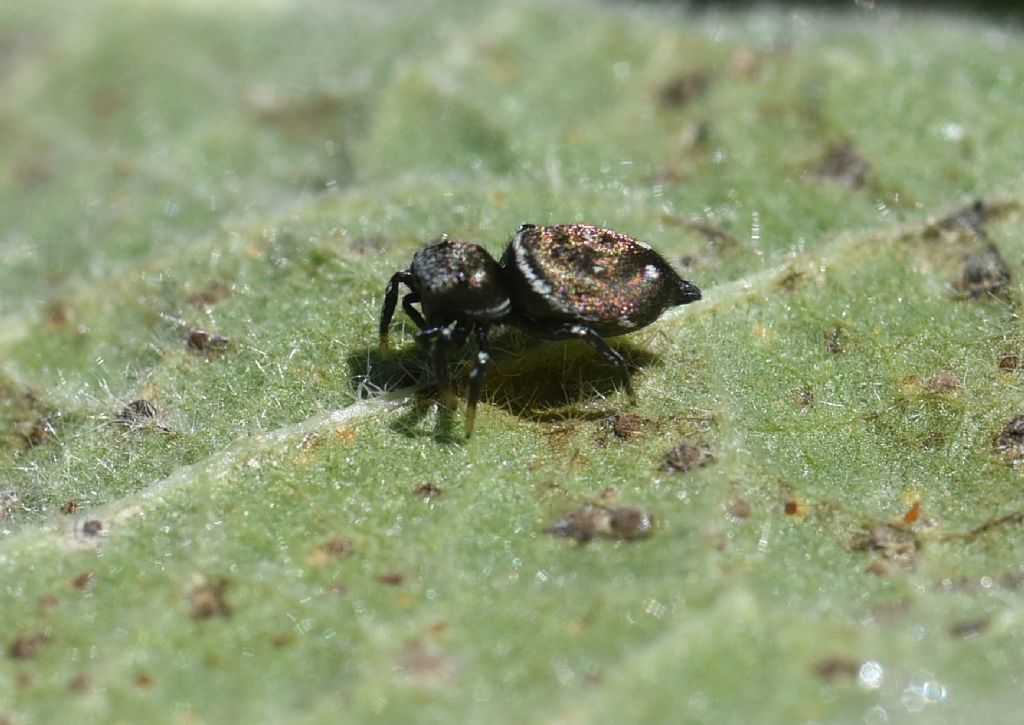 Heliophanus cfr. kochii - Robilante (CN)