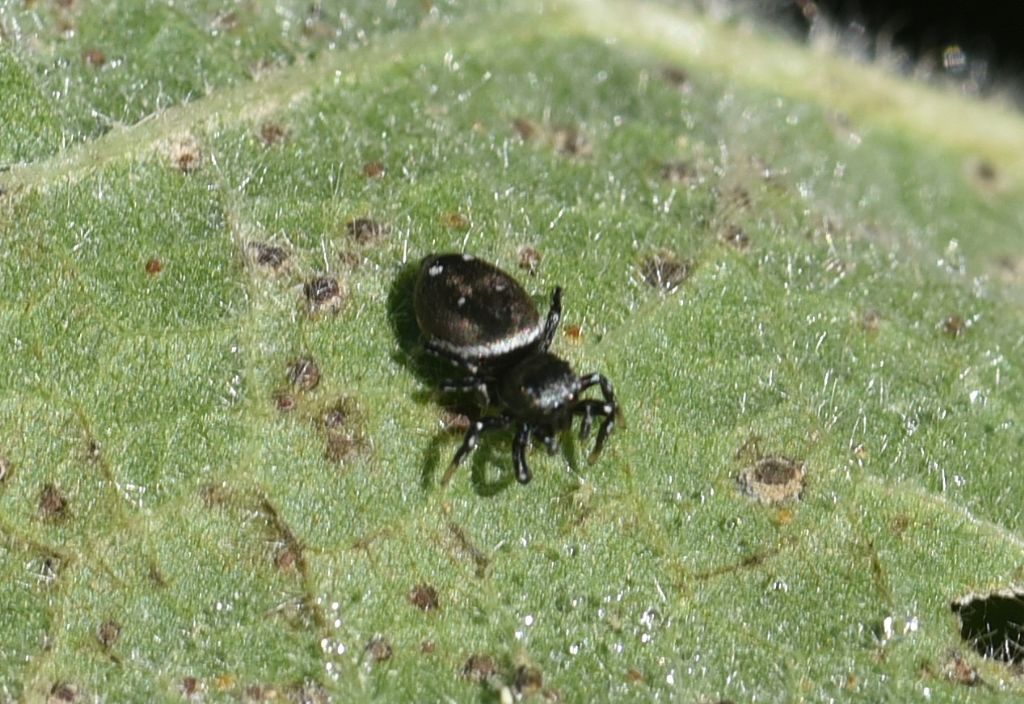 Heliophanus cfr. kochii - Robilante (CN)