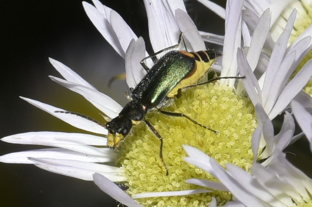 Malachiidae: Clanoptilus emarginatus, femmina