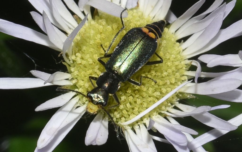 Malachiidae: Clanoptilus emarginatus, femmina