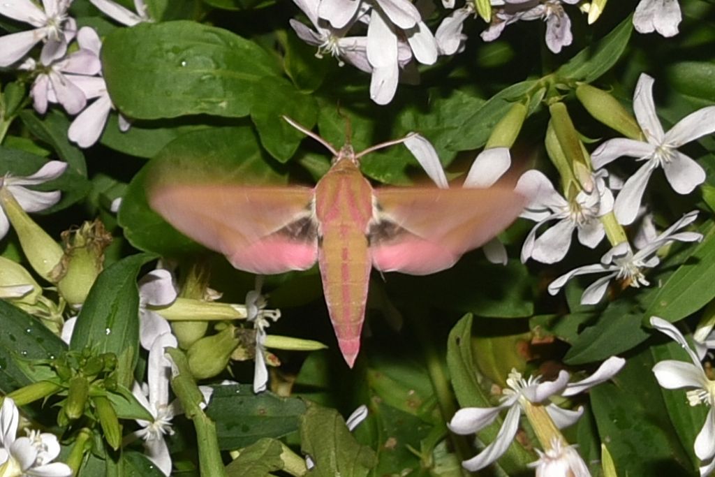 Sphingidae rosa: Deilephila elpenor