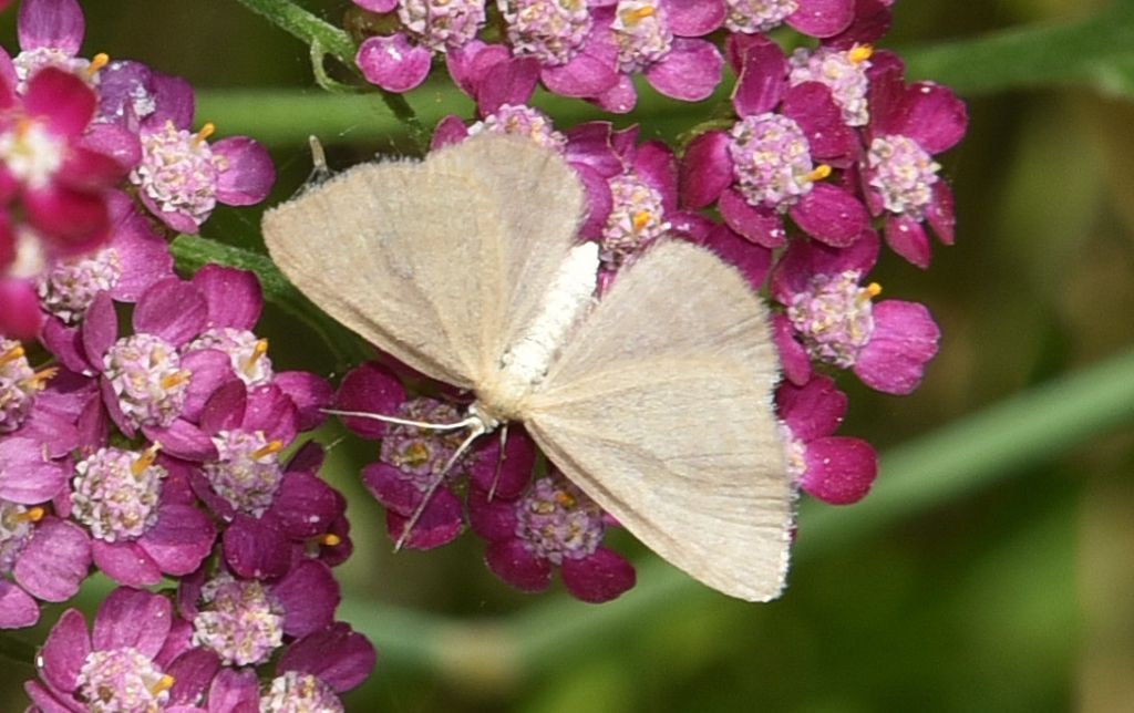 Minoa murinata - Geometridae