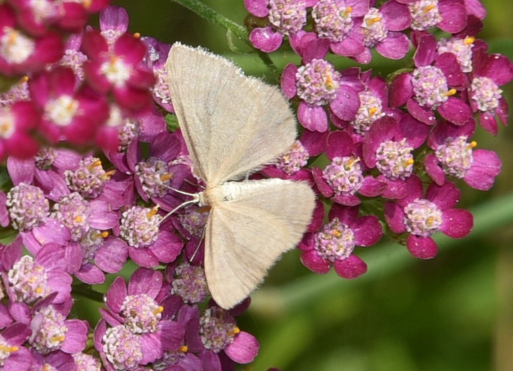 Minoa murinata - Geometridae