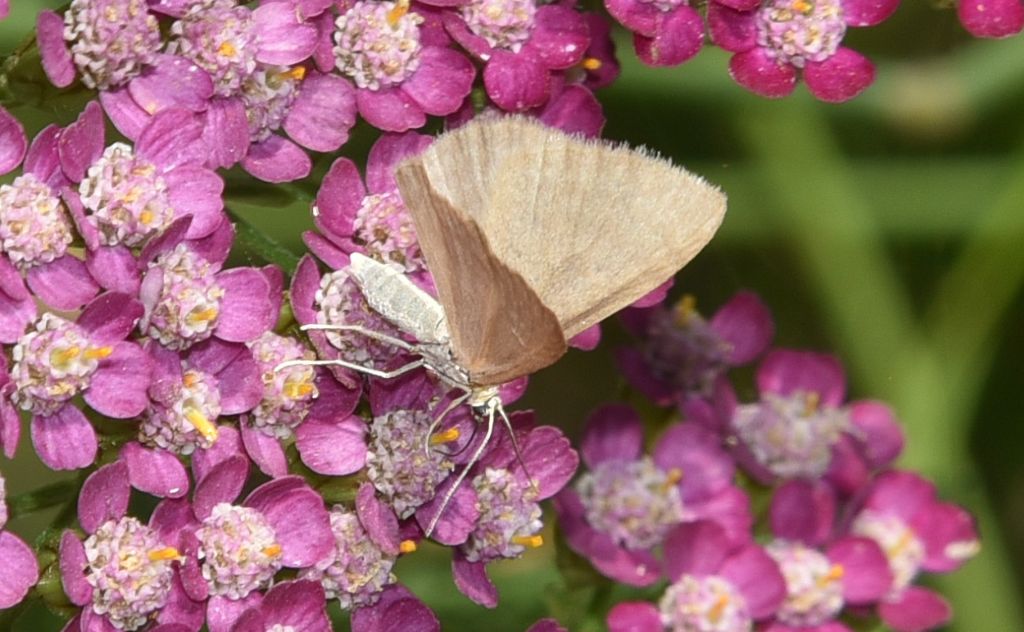 Minoa murinata - Geometridae