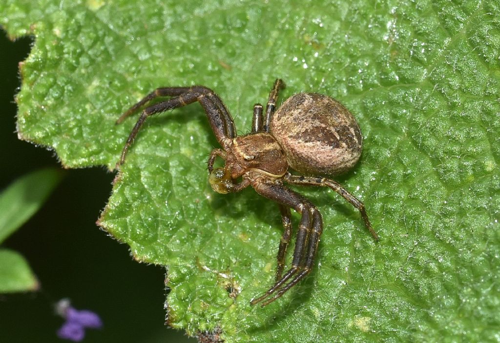 Xysticus sp. - Robilante (CN)