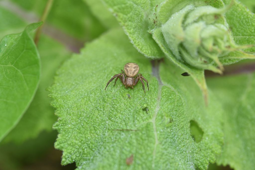 Xysticus sp. - Robilante (CN)