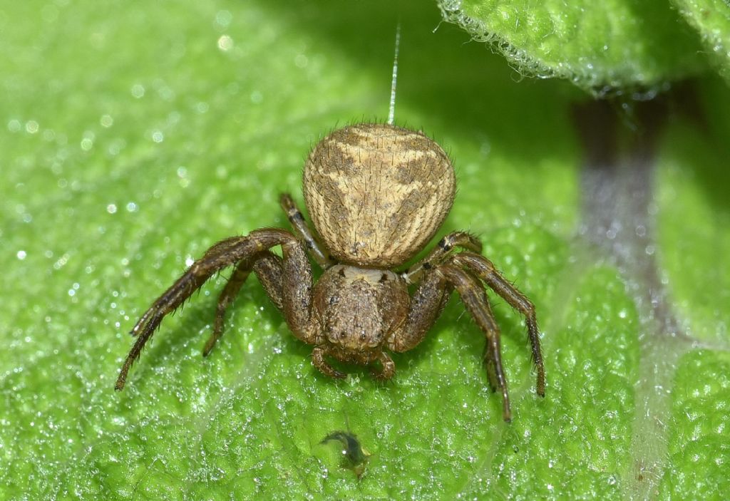 Xysticus sp. - Robilante (CN)