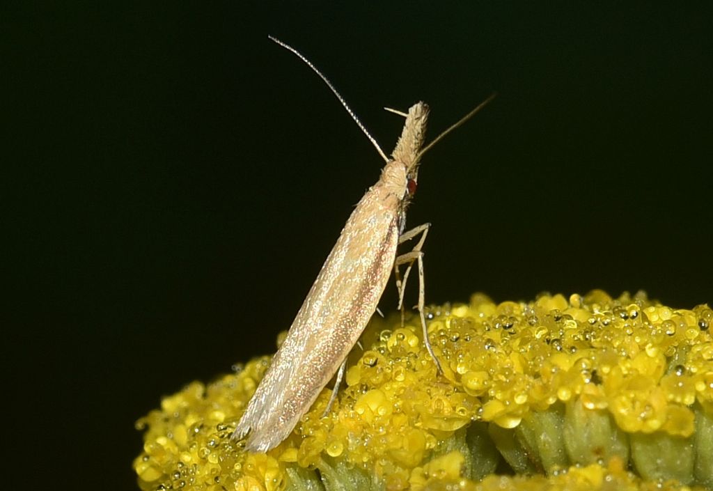 Oecophoridae - Pleurota pyropella ?  S !