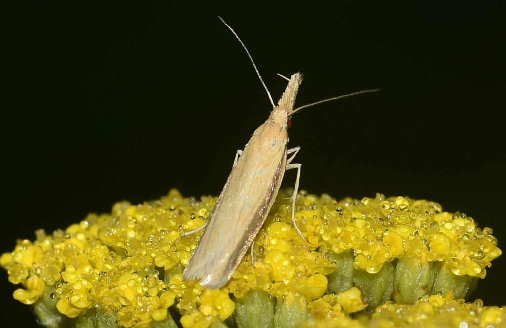 Oecophoridae - Pleurota pyropella ?  S !