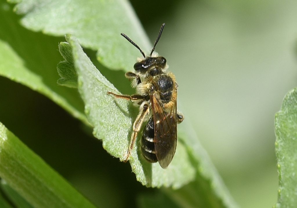 Andrena flavipes ?