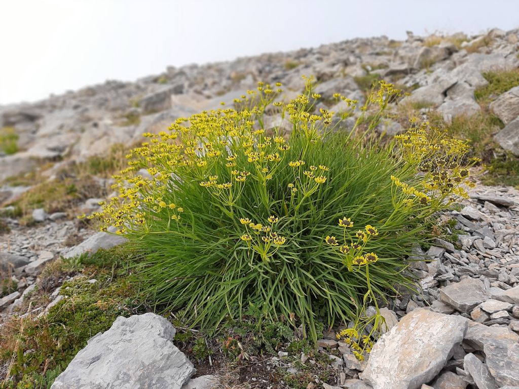 Bupleurum petraeum L. (in tutta la sua bellezza)