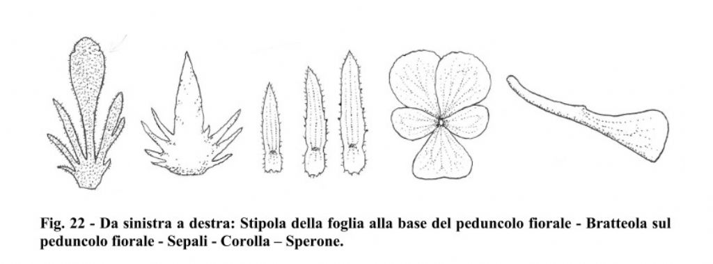 Viola aethnensis subsp. splendida