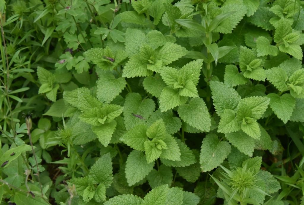 Melissa officinalis? No, Glechoma hederacea