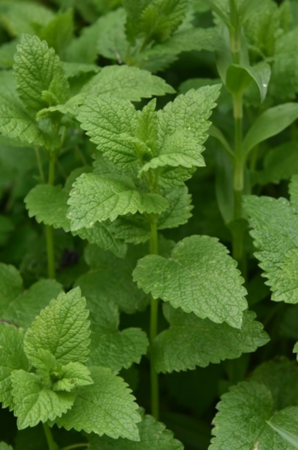 Melissa officinalis? No, Glechoma hederacea