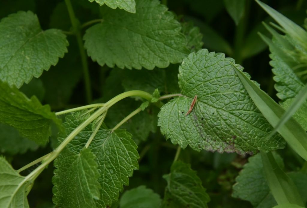 Melissa officinalis? No, Glechoma hederacea