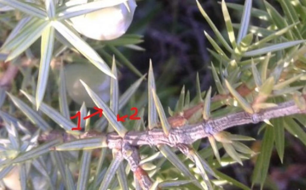 Juniperus macrocarpa (=Juniperus oxycedrus subsp. macrocarpa)